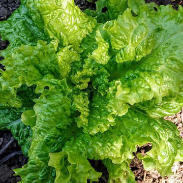 Black Seeded Simpson Lettuce Black Seeded Simpson Lettuce