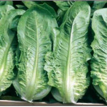 Lentissima a Montare 3 Lettuce Lentissima a Montare 3 Lettuce