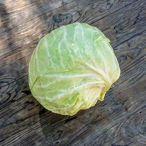 Kilkis Cabbage
