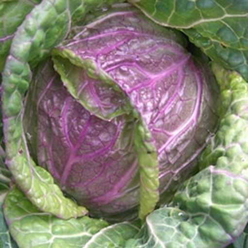 Violaceo di Verona Savoy Cabbage