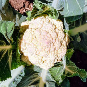 Marzatico Cauliflower Marzatico Cauliflower