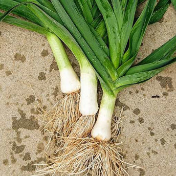 Leek Gigante de Bulgaria Leek Gigante de Bulgaria