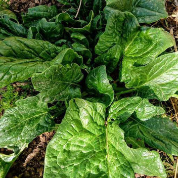 Spinach Giant Winter Spinach Giant Winter