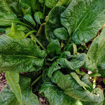 Spinach Matador Spinach Matador