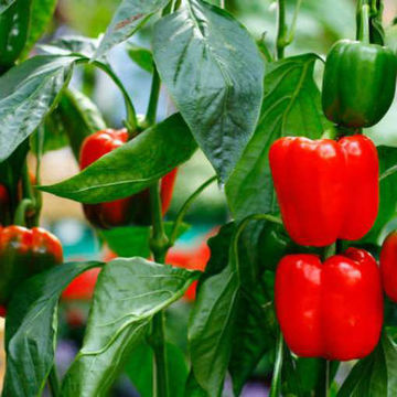 Yolo Wonder Sweet Pepper Yolo Wonder Sweet Pepper
