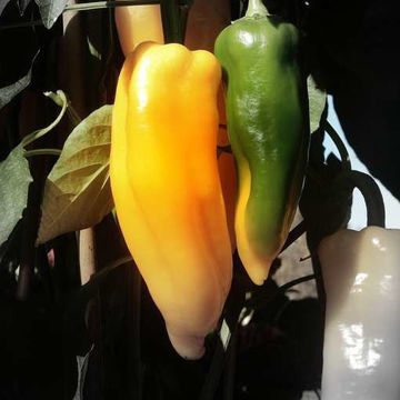 Corno di Toro Giallo Corno di Toro Giallo