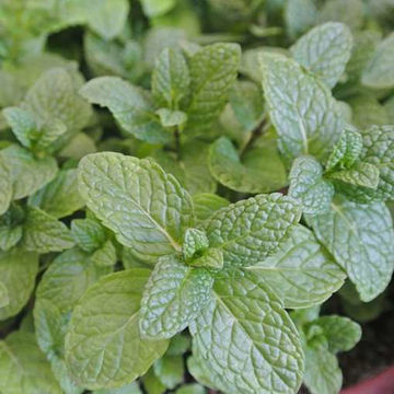 Peppermint Peppermint