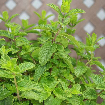 Spearmint Spearmint