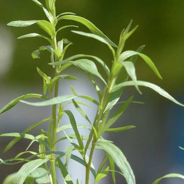 Tarragon Tarragon