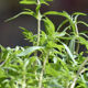 Summer Savory Summer Savory