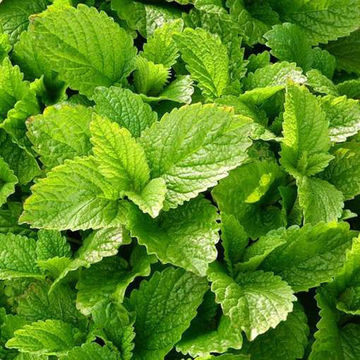 Lemon Balm Lemon Balm