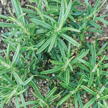 Rosemary Rosemary