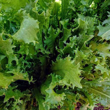 Endive Lettuce Romanesca da Taglio Endive Lettuce Romanesca da Taglio