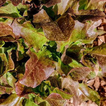 biscia-rossa-lettuce biscia-rossa-lettuce