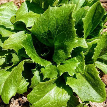 regina-dei-ghiacci-lettuce regina-dei-ghiacci-lettuce