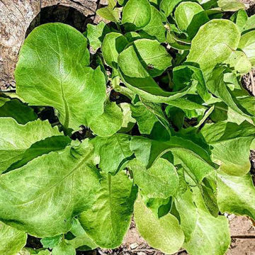 Lettuce Trocadero Lettuce Trocadero