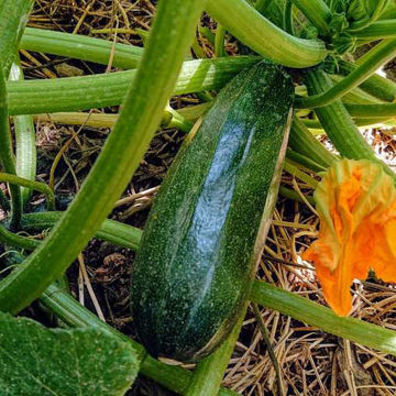 Black Beauty Zucchini Black Beauty Zucchini