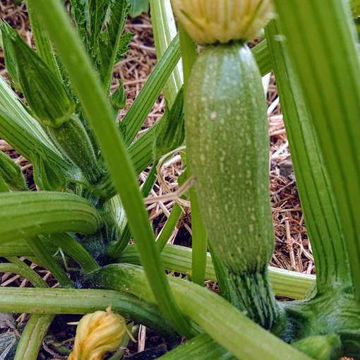 Temprano de Argelia Zucchini Temprano de Argelia Zucchini