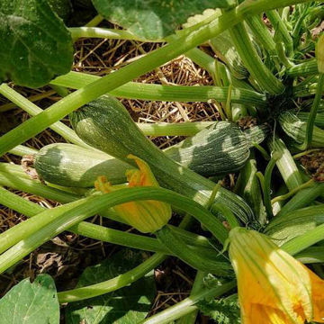 Verde Genovese Zucchini Verde Genovese Zucchini