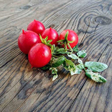 Show details for Shimofuri Cascading Tomato Shimofuri Tomato
