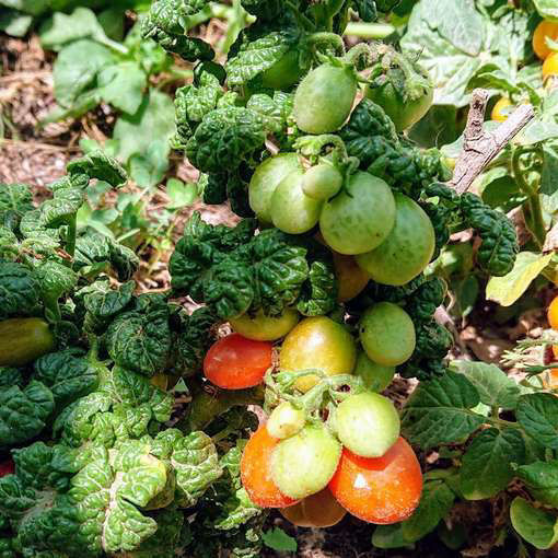 Curly Kaley Tomato