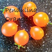 Pendulina Orange Tomato Seeds