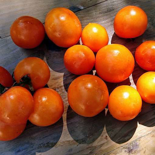 Utyonok Tomato-Meraki Seeds