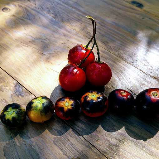 Blaue Zmmer Tomato Seeds Mcro Dwarf Tomato Rare Dark - Etsy