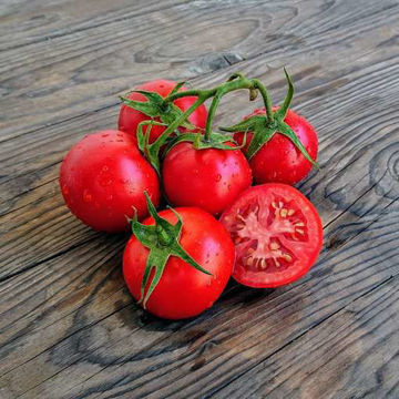 Alaskan Fancy Tomato Seeds Alaskan Fancy Tomato Seeds