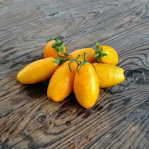 Banana Legs Tomato-Meraki Seeds