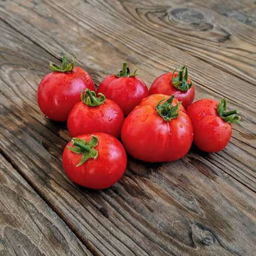 Polar Star Tomato Seeds Polar Star Tomato Seeds