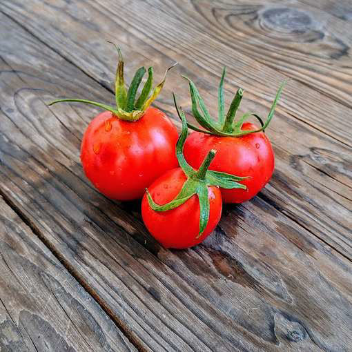 Sub-Arctic Plenty Tomato Seeds