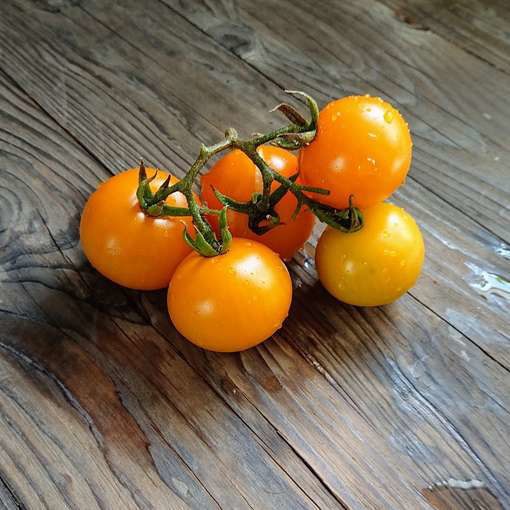 Golden Nut Tomato Meraki Seeds