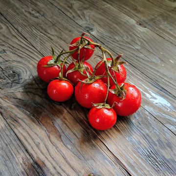 Siberian Bush Tomato Siberian Bush Tomato