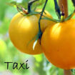 Taxi Bush Tomato