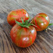 Pit Viper Dwarf Tomato