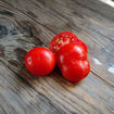 Scoresby Dwarf Tomato