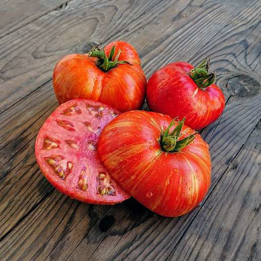 Beauty King Dwarf Tomato