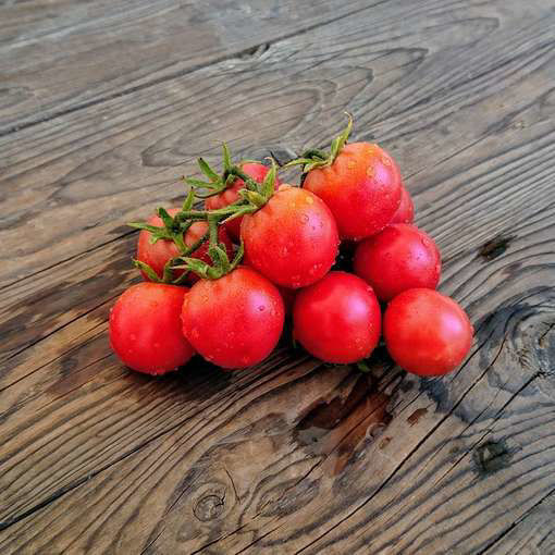Bendigo Rose Dwarf Tomato Project