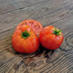 Edith Stone Dwarf Tomato Project