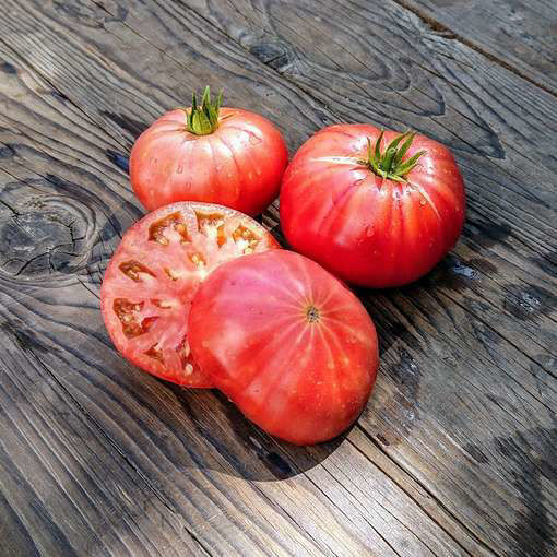 Zoe’s Sweet Dwarf Tomato Project