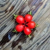 Little Heartbreaker Micro Dwarf Tomato