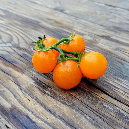 Orange Hat Micro Dwarf Tomato