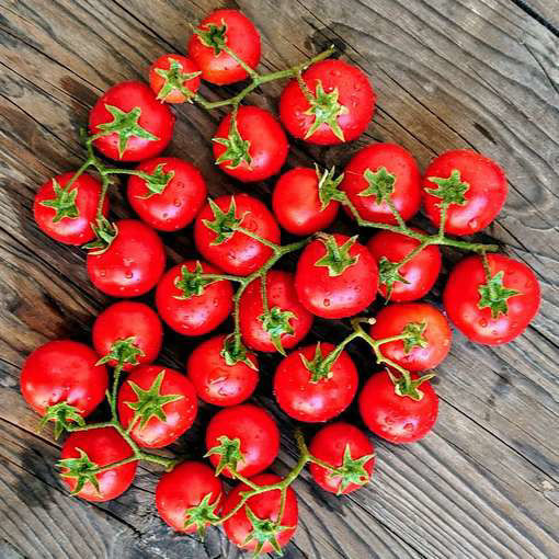 Lapochka Bush Tomato-Meraki Seeds