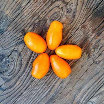 Oberig Bush Tomato Oberig Bush Tomato