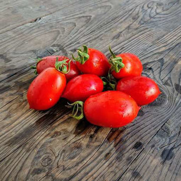 Raketa Bush Tomato Raketa Bush Tomato