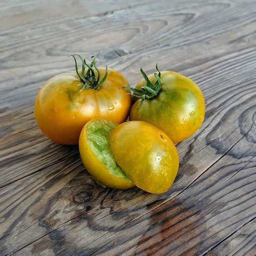 Shamrock Dwarf Tomato
