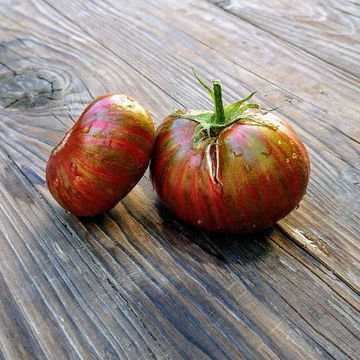 Spud Viper Dwarf Tomato Spud Viper Dwarf Tomato