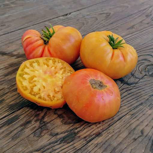 Choemato Dwarf Tomato
