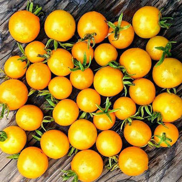 Eagle Smiley Dwarf Tomato Eagle Smiley Dwarf Tomato